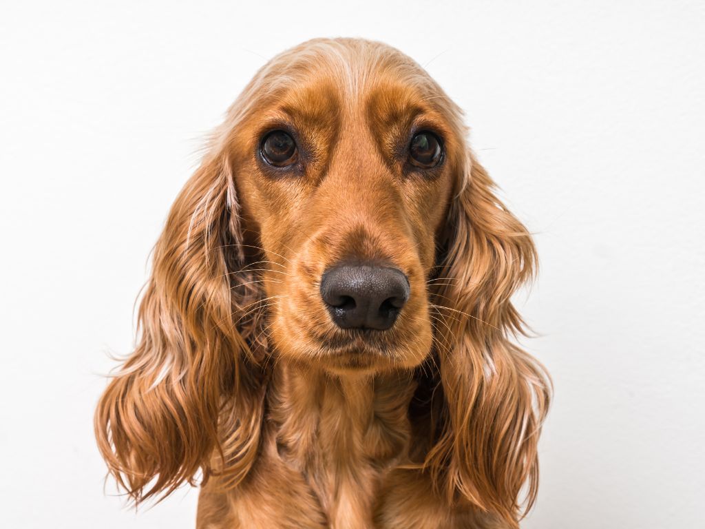 ENGLISH COCKER SPANIEL